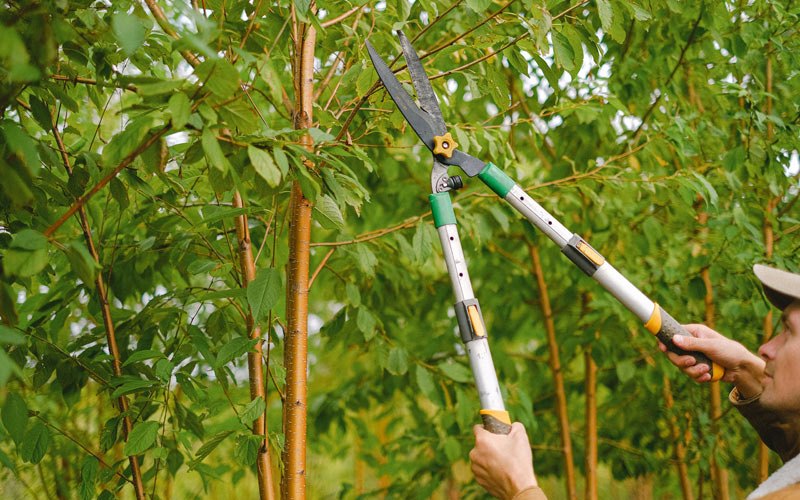 Tree trimming in Grosse Tete, LA